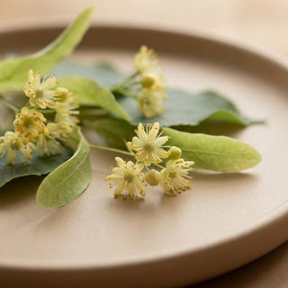 Linden blossom extract